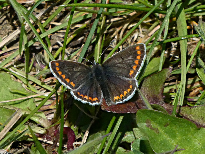 Brown Argus Shackledell 6 May